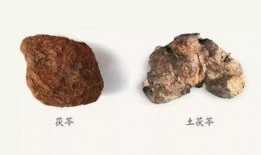 原神白术最新爆料图片,神秘仙子降临，神秘技能引期待